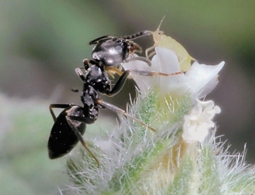 Tapinoma e afidi